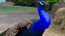 Peafowl Bird Sounds/Call #peacock #birds #amazing