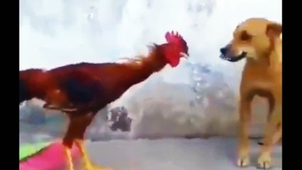 Dog vs Roster | Roster beating the dog | dog aur murga