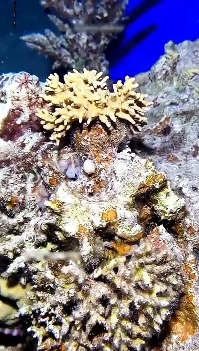 OCTOPUS ARE SKIN CHANGER 