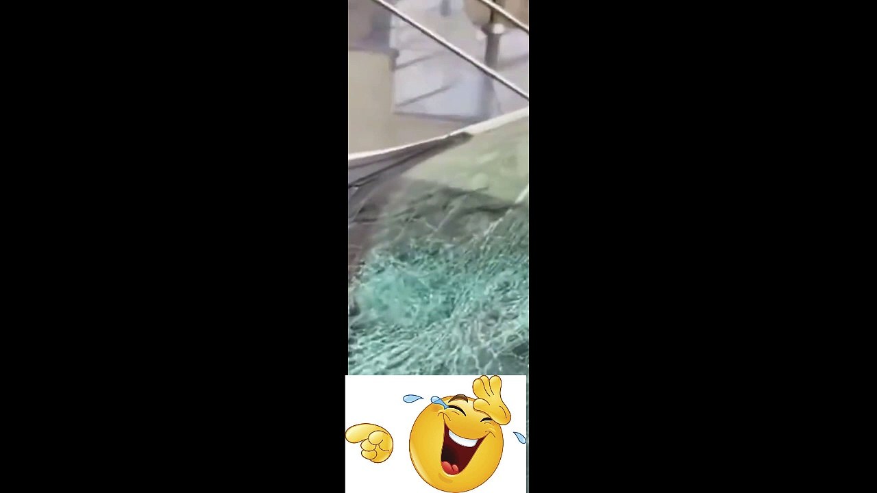 Car Glass Vs Dog Funny
