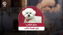«عطر الكلاب» يثير موجة غضب