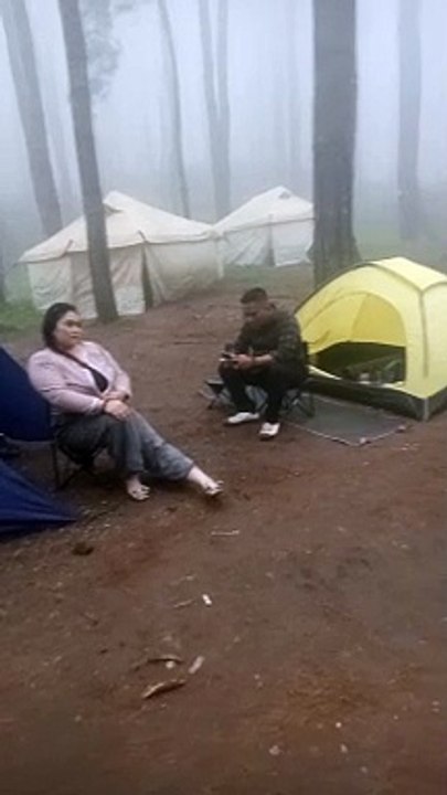 kabut hutan pinus