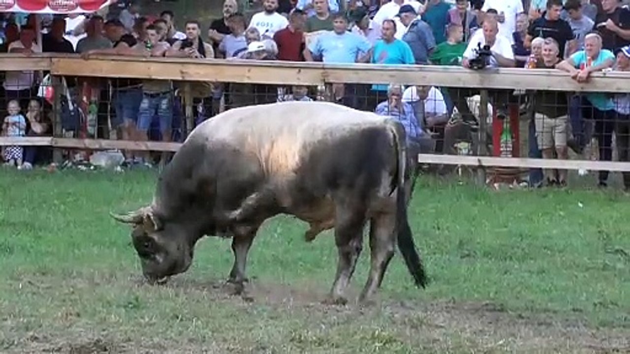 Jablan od Šide i Zećo od Edina Pračalića Lisovići 2024