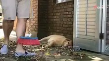 Man veegt bladeren buiten: de reactie van Labrador is hilarisch (video)
