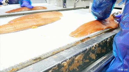 La mayor granja de salmones del planeta, en Noruega