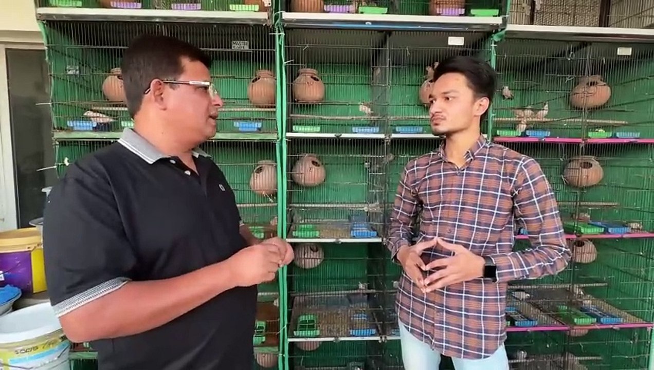 Fawn Java Birds Breeding Setup 99% Breeding Result