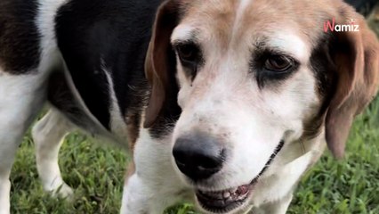 Elle prend une grave décision pour les 3 toutous de son voisin : 1,7M de personnes ont leur mot à dire