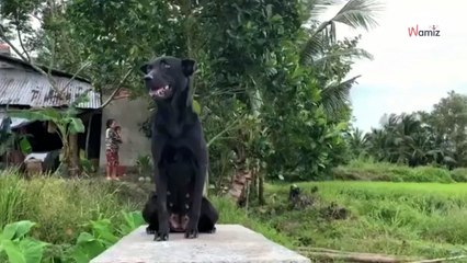 Klein kindje begraven in tuin: familiehond brengt tranen in ieders ogen!