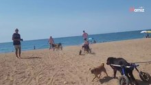 Ejército de perros en silla de ruedas invade la playa de Mazarrón y conquista el alma de Instagram (Vídeo)