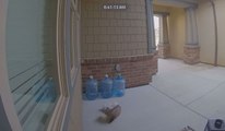 Opossum Steals Package From Door