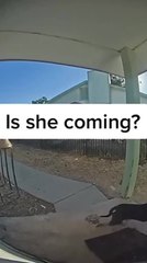 Dog Rings Doorbell Incessantly