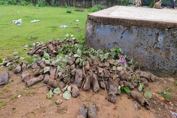 ये कैसे लापरवाही...गड््ढे खोद कर छोड़े, पौधे लगाने की बजाय पटक कर चले गए