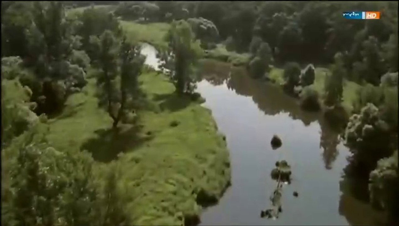 Liebe auf vier Pfoten