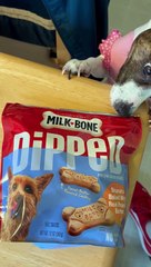 Milk BONE Dipped Princess