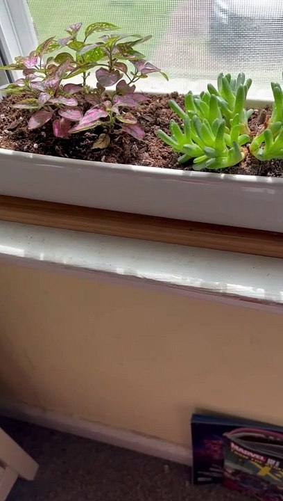 Windowsill plants
