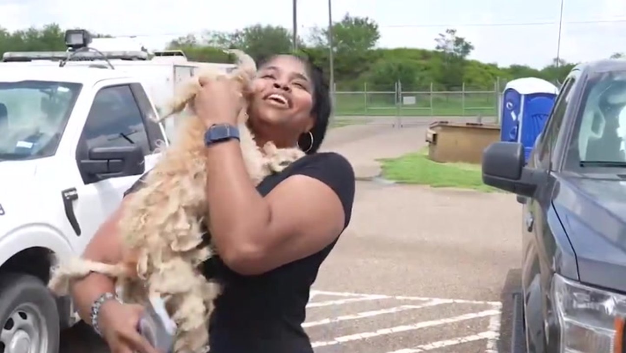 Moment missing dog found 350 miles away from home reunited with owner ...