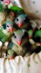 A green bananas turn in to green Parrots