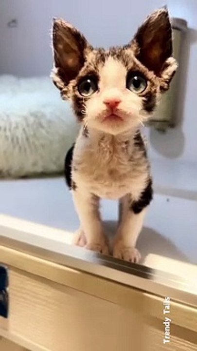 Cute Kitten