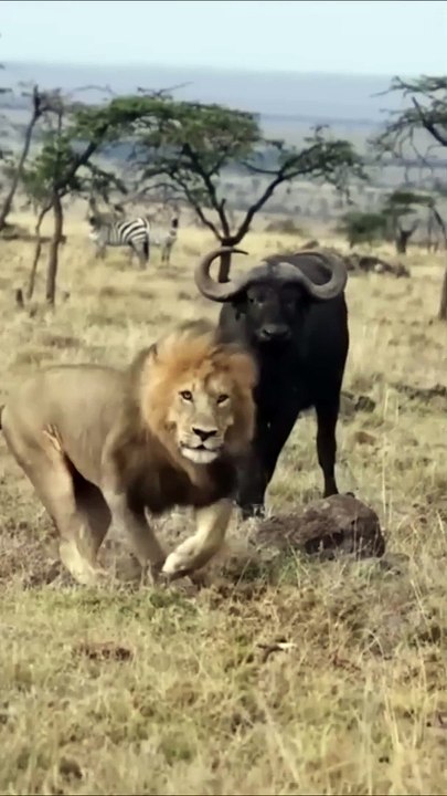 Buffalo fight back lion part 1 #Shorts #Animals
