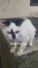 Funny, a striped cat