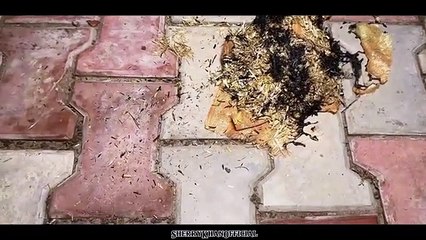 Chudail in swimming pool August 2024 with Sherry khan - Swimming Not Allowed