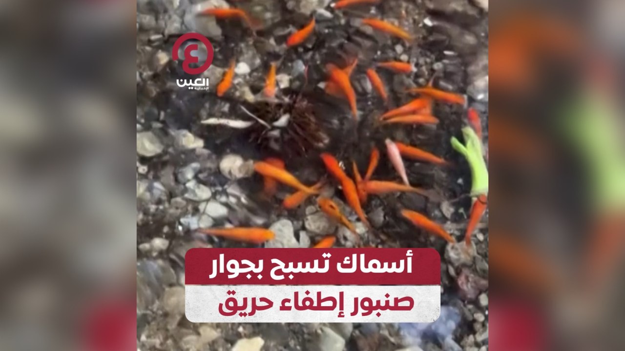أسماك تسبح بجوار صنبور إطفاء حريق