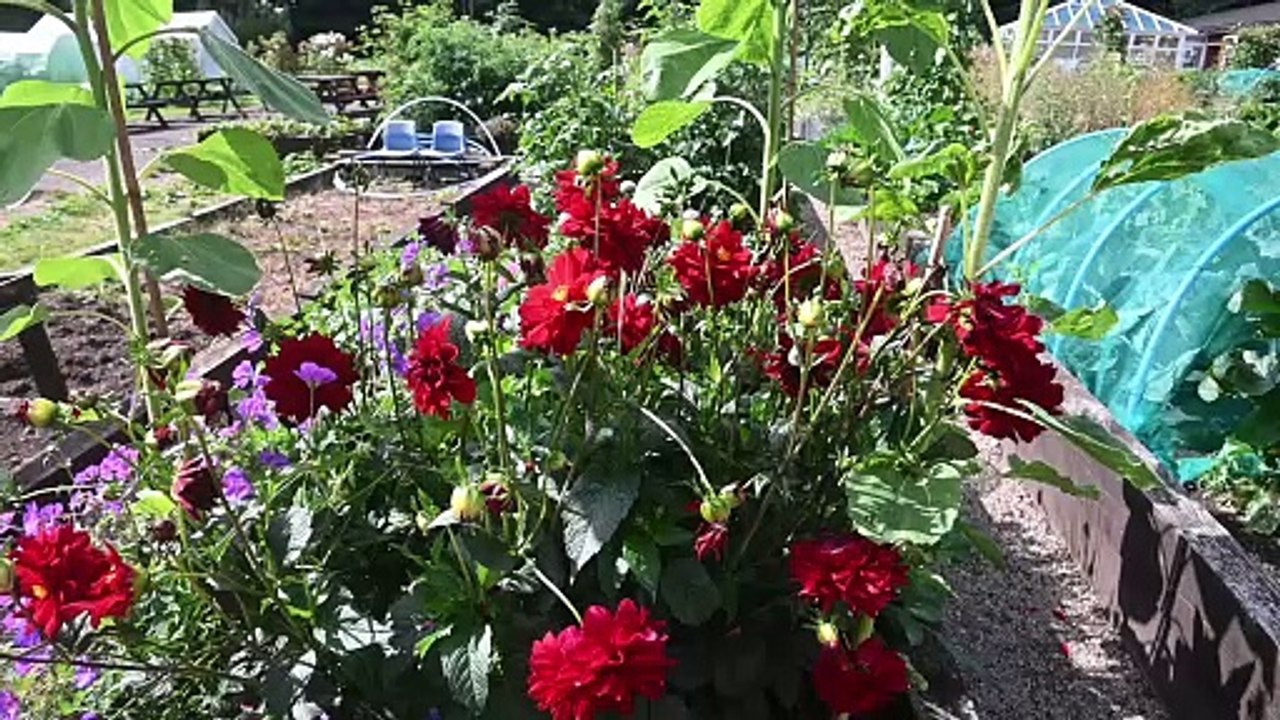 Walsall community garden welcomes all for a brew and a biccy...