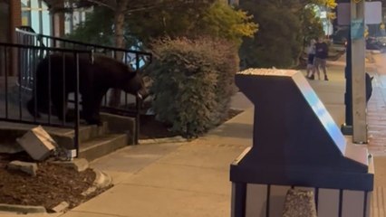 Heartwarming moment: Mama bear’s quick action to shield cub from traffic hazards
