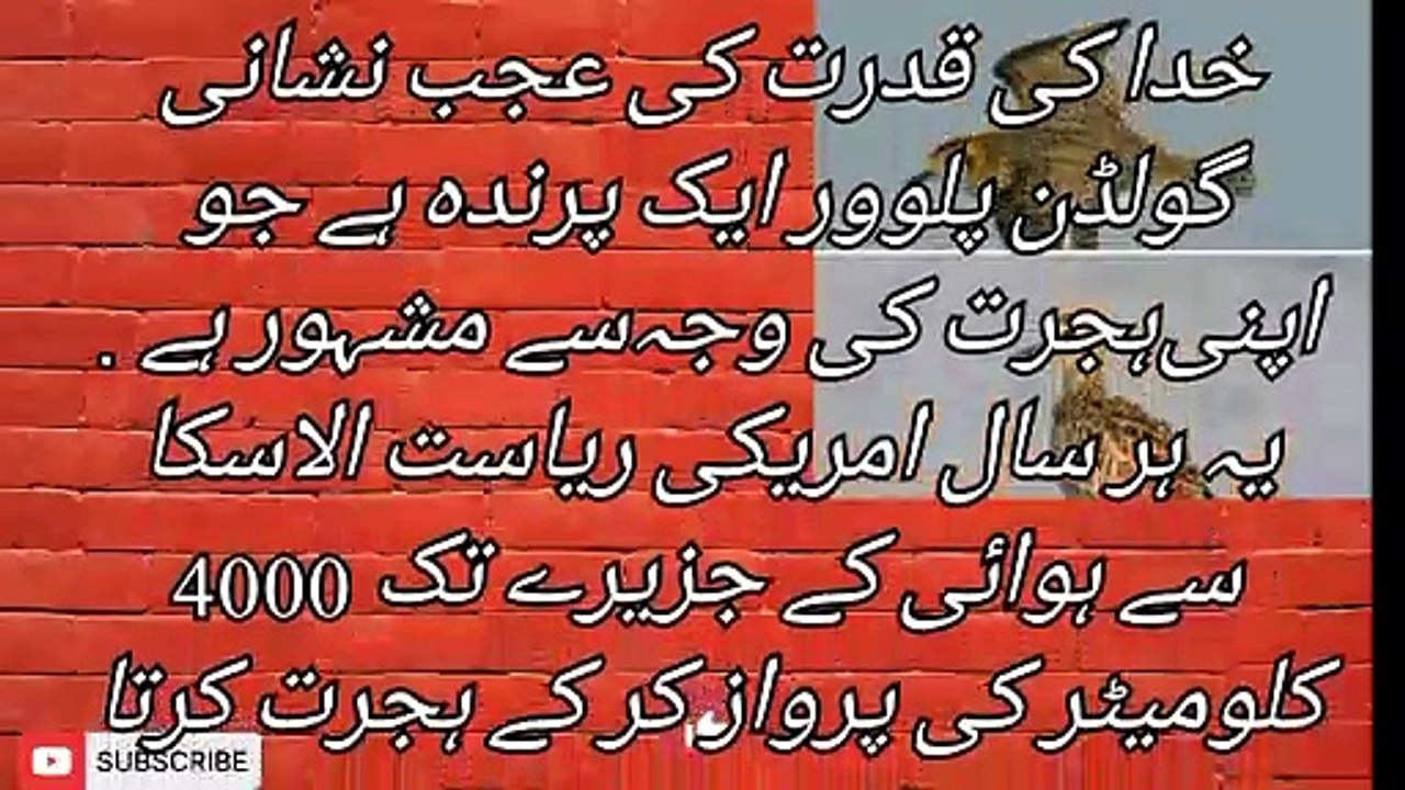 ﯾﮧ ﮨﺮ ﺳﺎﻝ ﺍﻣﺮﯾﮑﯽ ﺭﯾﺎﺳﺖ ﺍﻻﺳﮑﺎ ﺳﮯ ﮨﻮﺍﺋﯽ ﮐﮯ ﺟﺰﯾﺮﮮ ﺗﮏ 4000 ﮐﻠﻮﻣﯿﭩﺮ ﮐﯽ ﭘﺮﻭﺍﺯ ﮐﺮ ﮐﮯ ﮨﺠﺮﺕ ﮐﺮﺗﺎ ﮨﮯ .