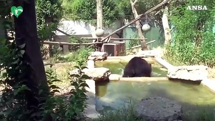 L'orsetto Kuma, da Roma alla Germania verso la semiliberta'