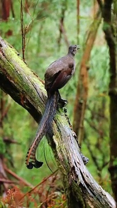 RELAXING Sleep Music +Insomnia  Stress