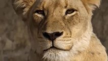 The Baboon Fights With The Leopard For Revenge And The Ending Is Heartbreaking