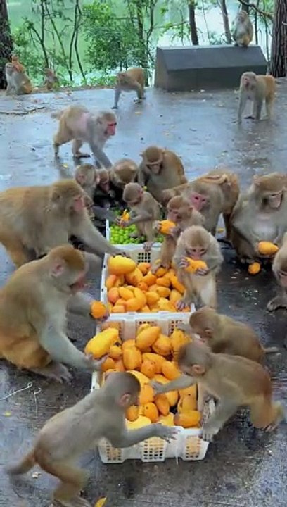 "Monkeying Around: A Delicious Fruit Fiesta