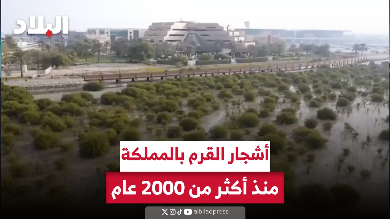 مصادر تاريخية تؤكد وجود أشجار القرم لما يفوق الـ2000 عام في مملكة البحرين