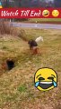 Funny_Dog#Shorts#Yt_Shorts_#Trendingshorts#Funnyshorts(360p)