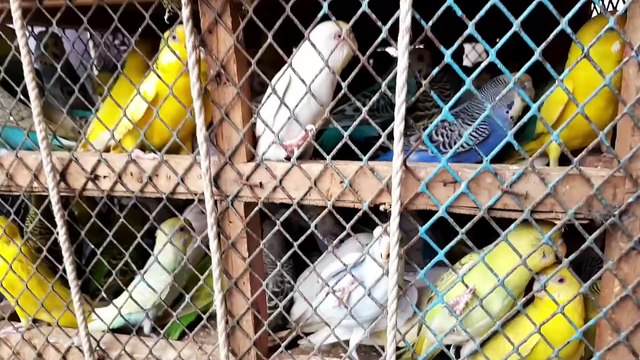 Lalukhet Birds Market Jaal Price 23 August 2020