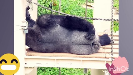 ANIMAL Videos make us laugh