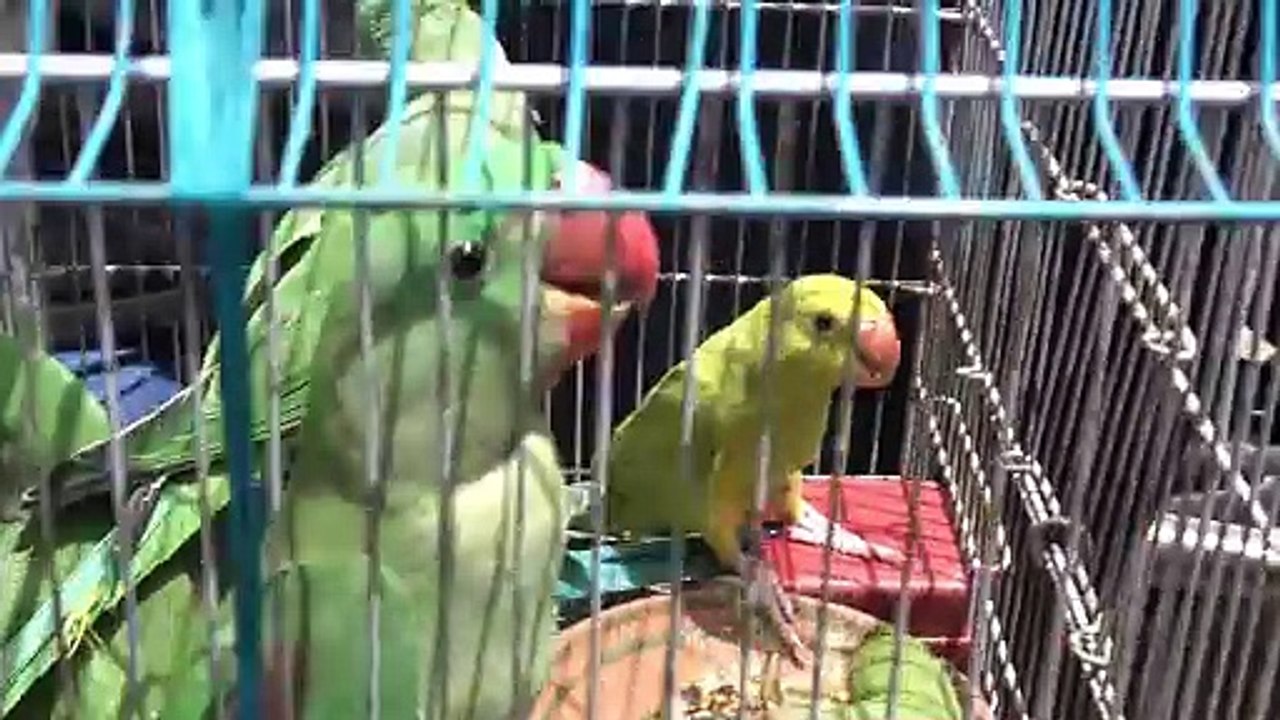 Lalukhet Exotic Parrots Market Updates May-30-2021