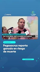 Fegasacruz reporta ganado en riesgo de muerte