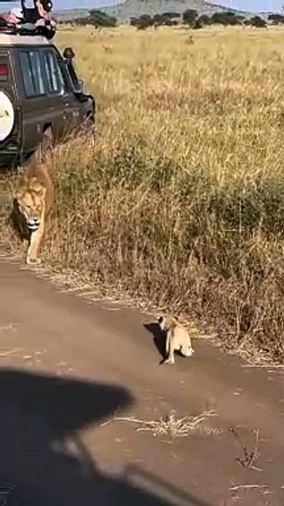Wildlife