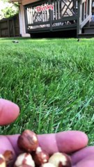 Dink the Chipmunk can fit more to his mouth