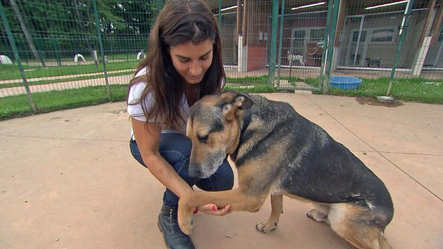 Animaux à adopter : nouvelle famille pour une nouvelle vie