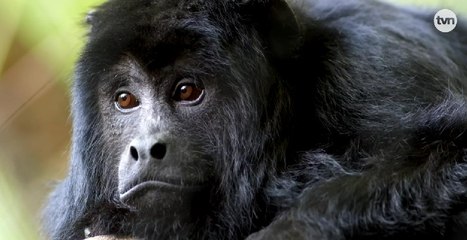 Mundo Verde: Monos aulladores