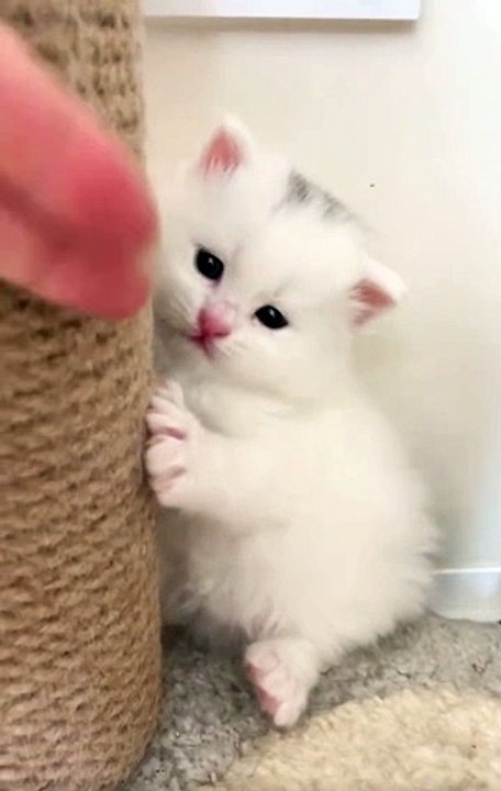 Angry kitten