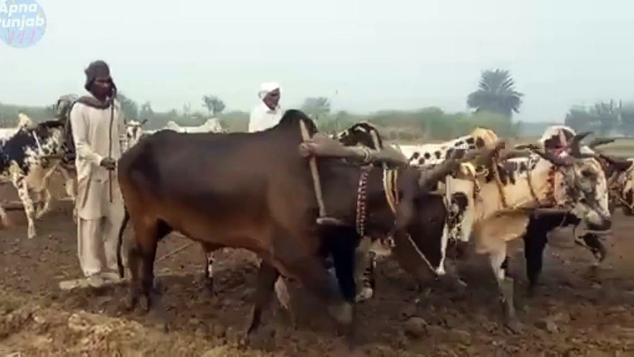 Punjab dey kisan | old culture of Punjab India and Pakistan very unique and wonderful village life in Punjab purani yadain Sanjah punjab