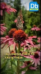 Butterflies Taste with Their Feet