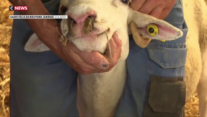 Fièvre catarrhale ovine : l'impuissance des éleveurs