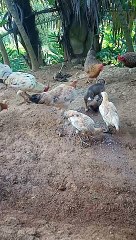 Ayam nya udah pada gede