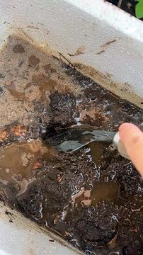 Rice paddy herb planting