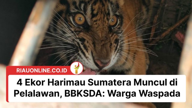 4 Ekor Harimau Sumatera Muncul di Pelalawan, BBKSDA: Warga Waspada